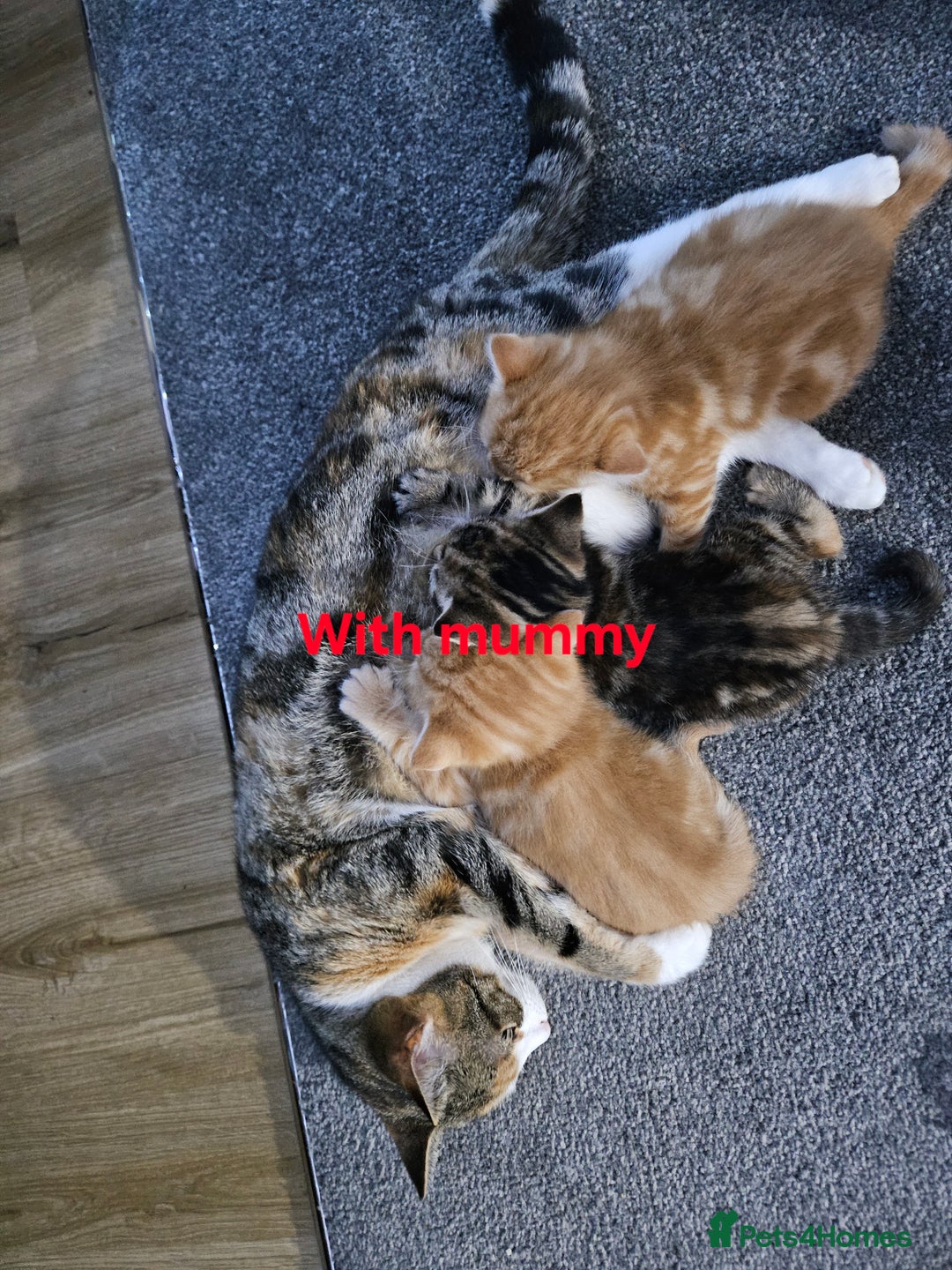 Mixed Breed cats for sale:  1 male, 1 female ginger kittens for sale.   - Advert 2