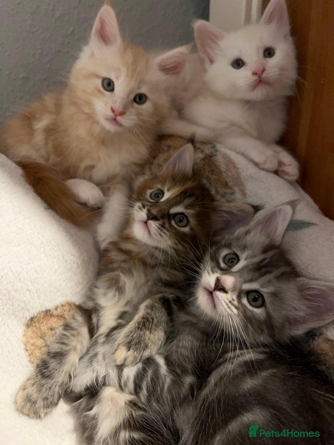 Maine Coon cats for sale: Purebred Maine Coon kittens - Image 2