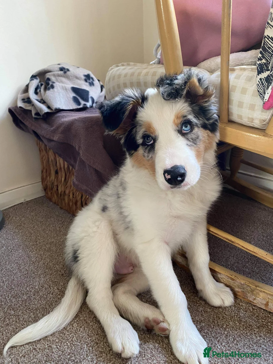 Border Collie dogs for stud: Stunning Tri Merle DNA tested and proven. in Ripon - Advert 15