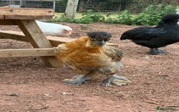 Chickens poultry for sale: Chickens needing home - Image 4