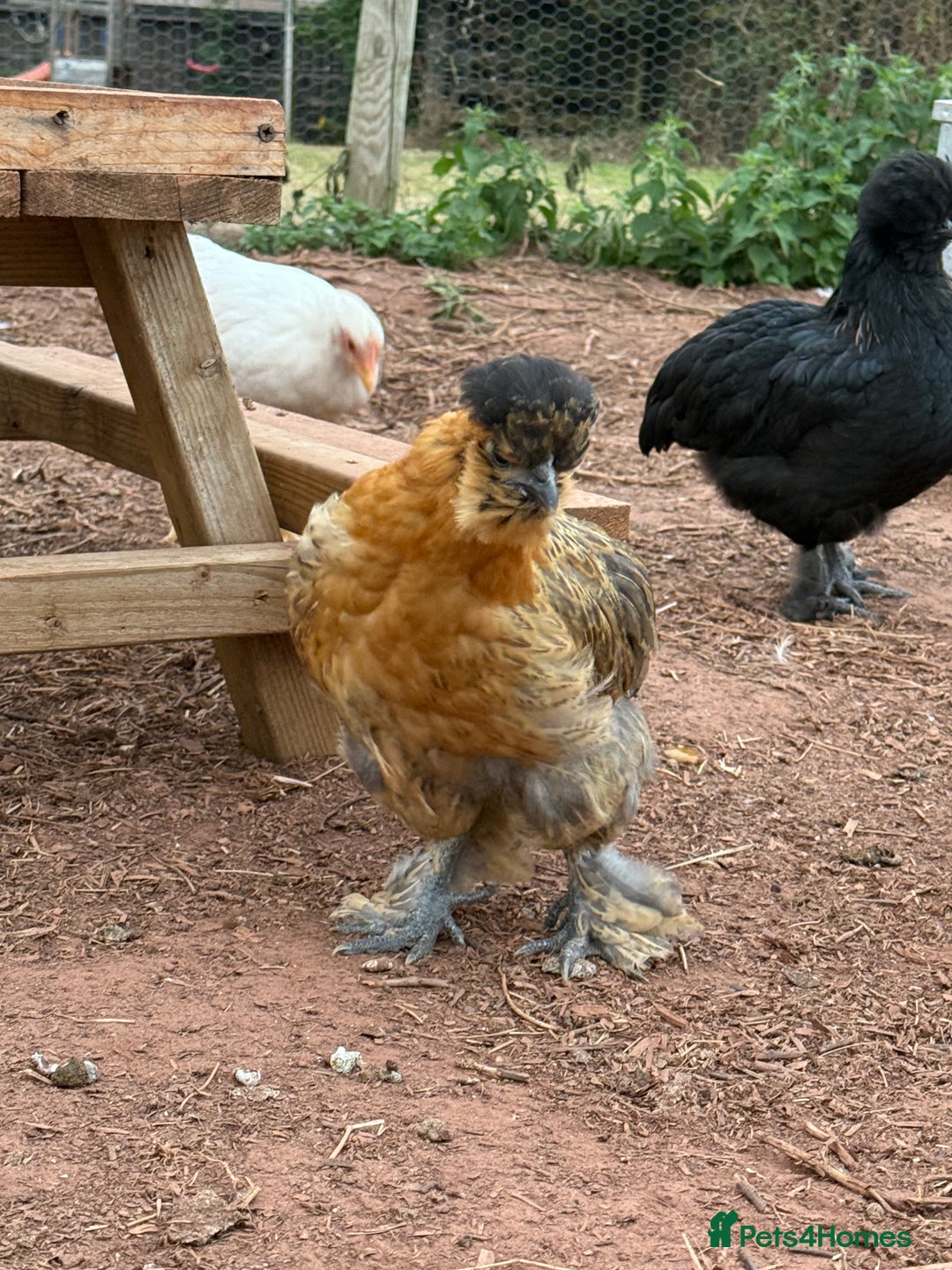 Chickens poultry for sale: Chickens needing home - Image 4