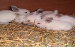 Californian rabbits for sale: Californian baby rabbits for sale - Image 6