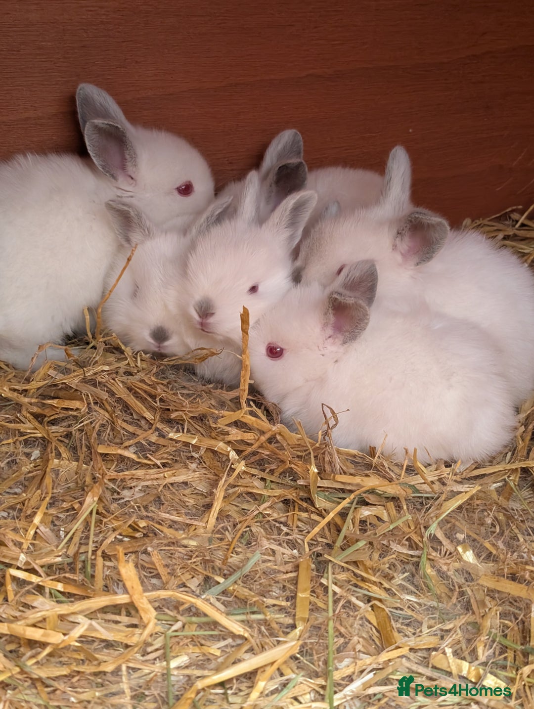 Californian rabbits for sale: Californian baby rabbits for sale - Image 6