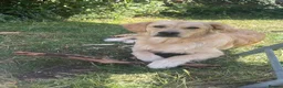 Golden Retriever dogs for sale: 11 month male golden retriever  in High Wycombe - Advert 4