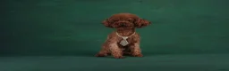 Toy Poodle dogs for sale: 🧝🏼‍♀️🦋✨ Stunning Red Asian Poodle girl, UK  - Advert 6