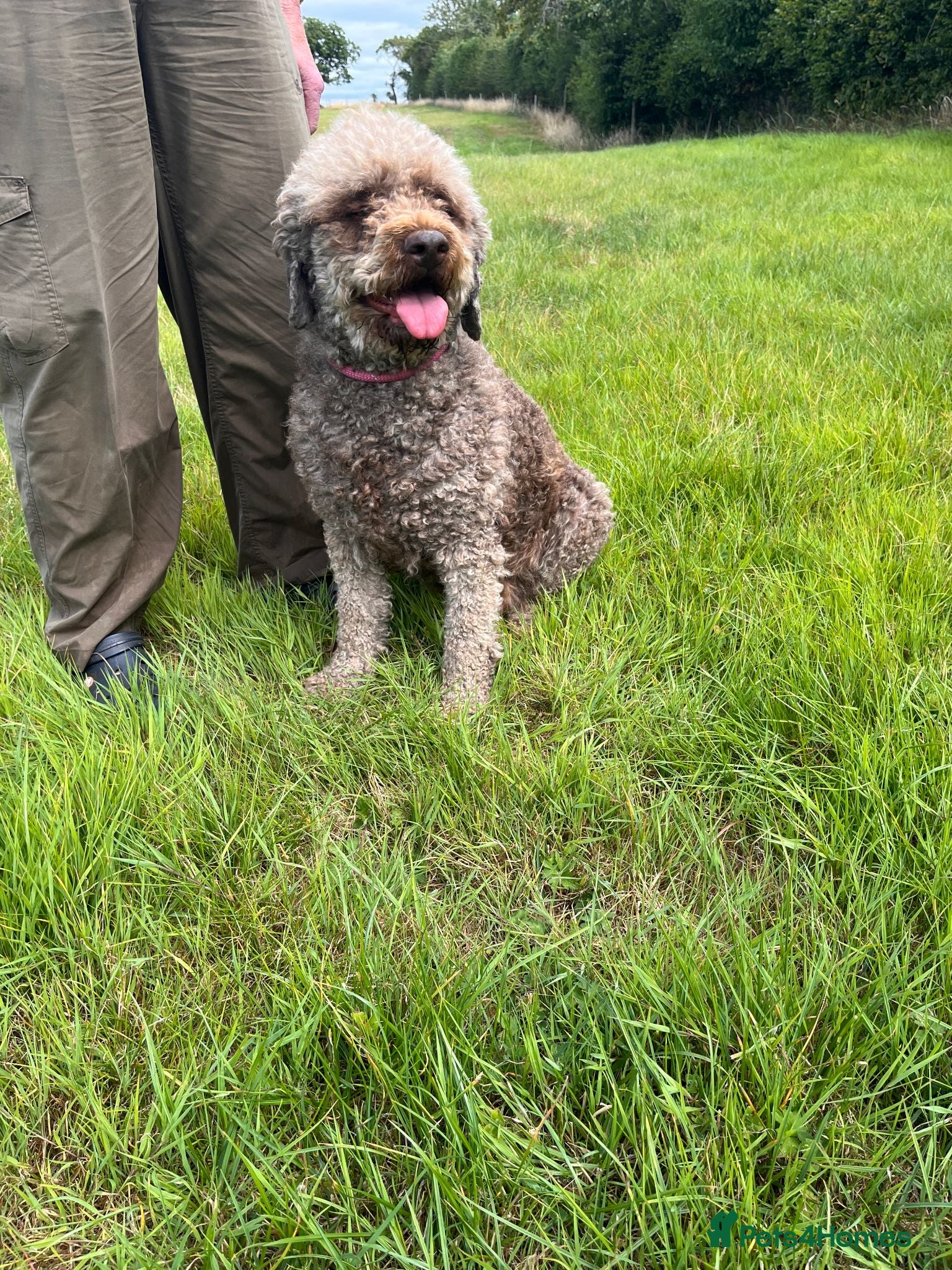 Lagotto Romagnolo dogs Butiful Lagato Romagnolo  pups for sale - Advert 1