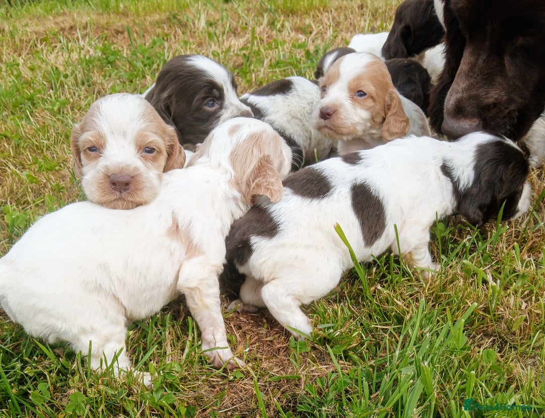 Sprocker dogs for sale: Beautiful f2 sprockers - Image 25