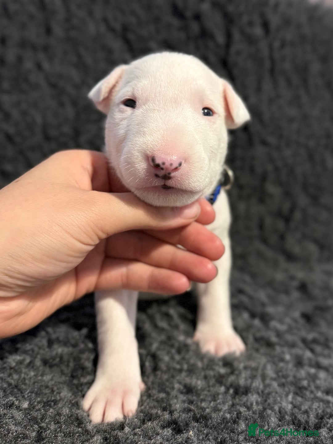 English Bull Terrier dogs for sale: Outstanding English Bull Terrier Puppies - Image 2