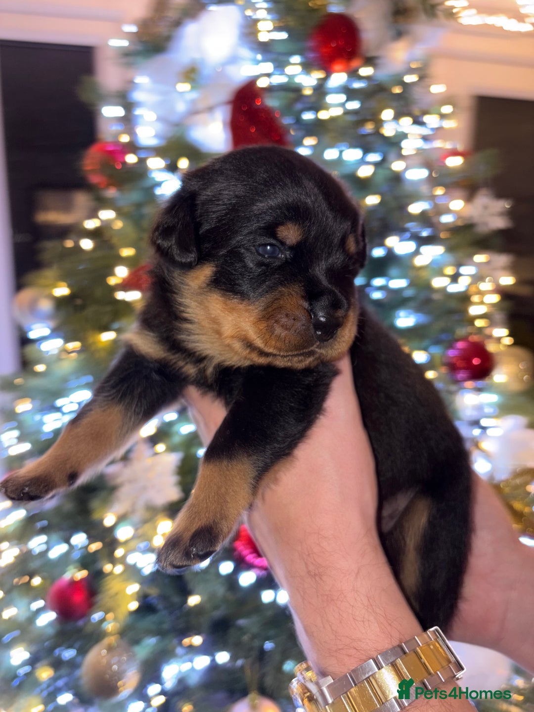 Rottweiler dogs for sale: KC Rottweiler puppies  - Advert 33