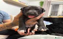 Whippet dogs for sale: 3 beautiful male whippets - Advert 10