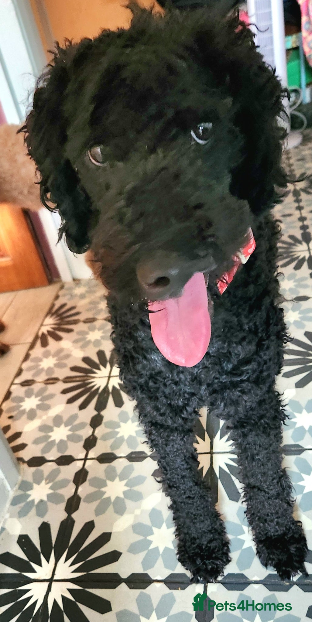 Standard Poodle dogs for sale: Benson, 13 months, with a Unicorn Obsession! - Advert 4