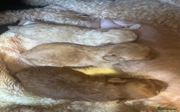 Maltipoo dogs for sale: 🐶 3 Gorgeous Toy Maltipoo F1b Puppies for sale🐶  - Image 21