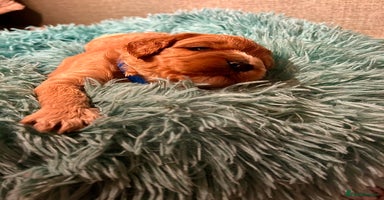 Cavapoo dogs - Advert 6