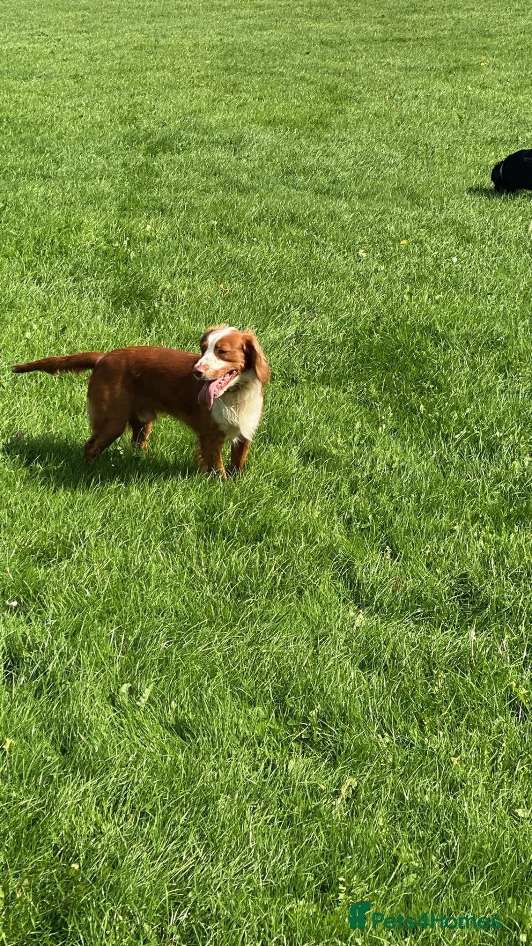 Cocker Spaniel dogs Loki the Stud dog - Advert 13