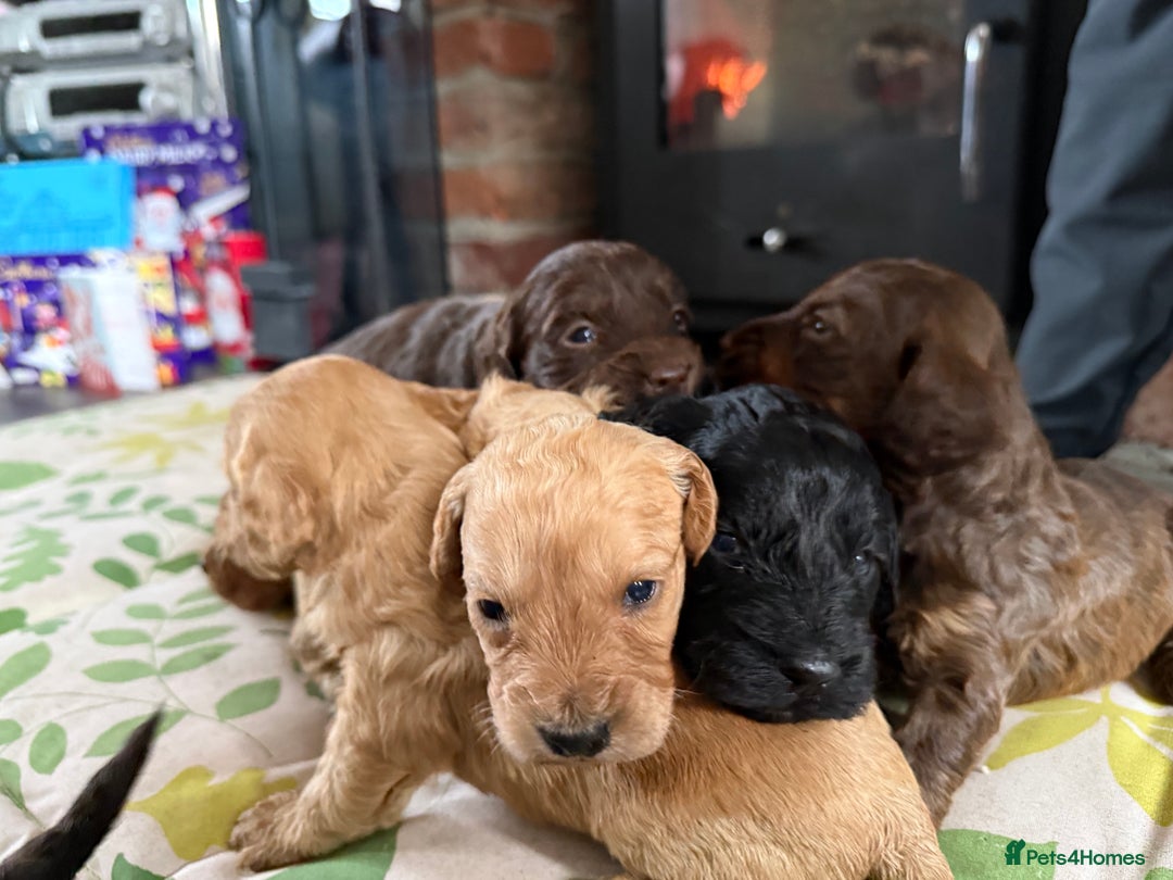 Cockapoo dogs for sale: 8 beautiful miniature cockapoo puppies - Advert 11