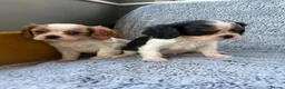 Cavalier King Charles Spaniel dogs for sale: Ready now!!  2 Cavalier boys - Advert 18