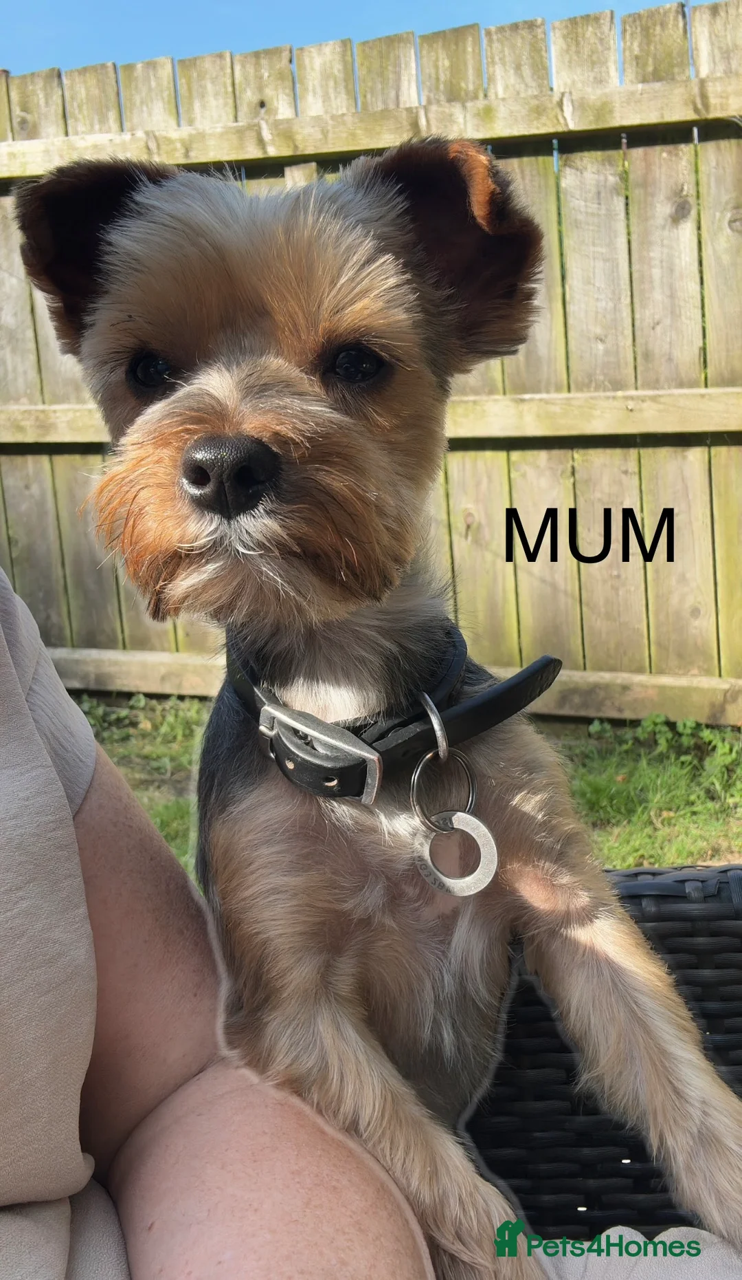 Yorkshire Terrier dogs for sale: Beautiful coloured pure bred Yorkshire terriers  - Advert 34