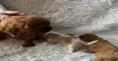 Cavalier King Charles Spaniel dogs - Advert 13