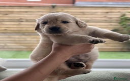 Golden Retriever dogs for sale: Golden Retriever Puppies. Health tested parents. - Image 26