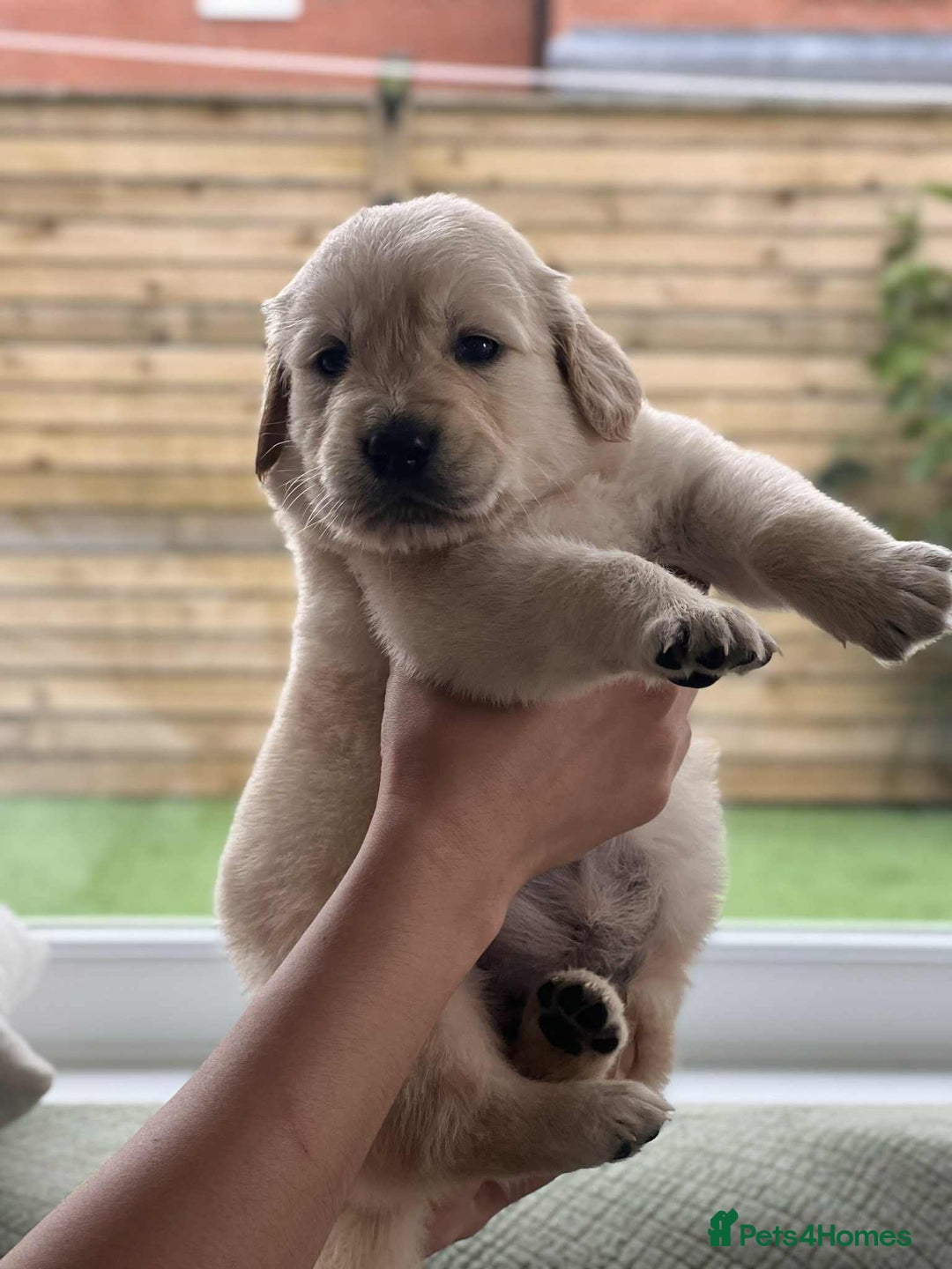 Golden Retriever dogs for sale: Golden Retriever Puppies. Health tested parents. - Image 26