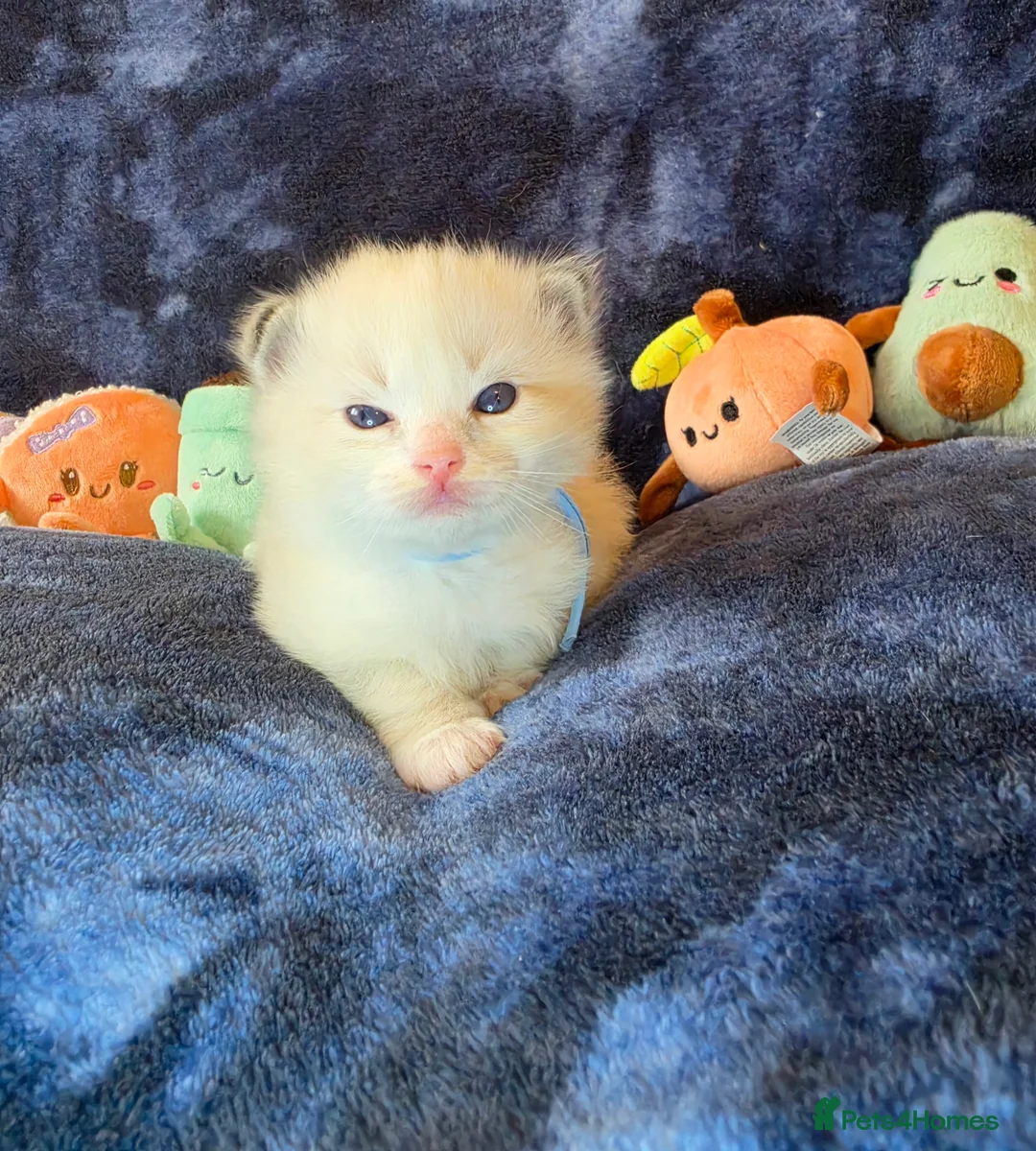 Ragdoll cats for sale: Beautiful Ragdolls Looking for Their Forever Homes - Advert 29
