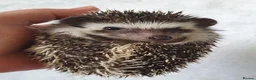 Pygmy Hedgehog rodents for sale: Full pedigree African pygmy hedgehog babies  - Advert 5