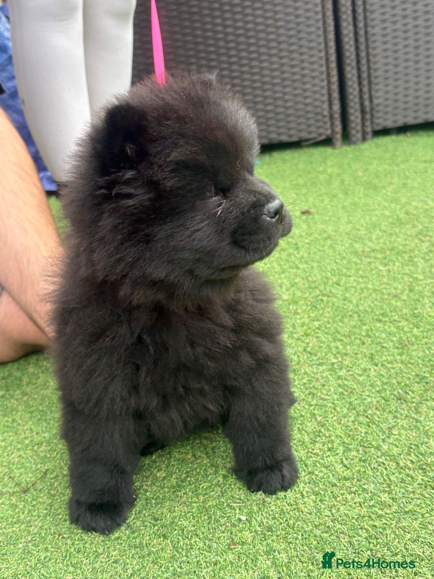 Chow Chow dogs Chows ready and reduced  !!! - Advert 5