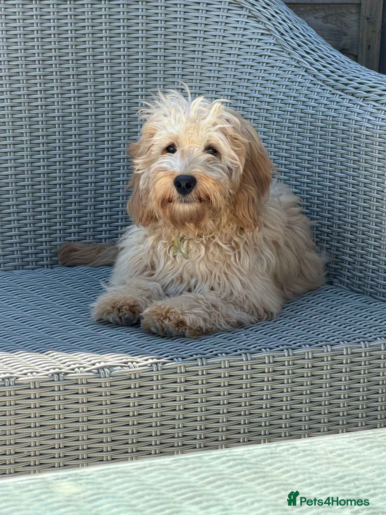 Cockapoo dogs for sale: 7 month old cockapoo boy - please read  - Advert 1