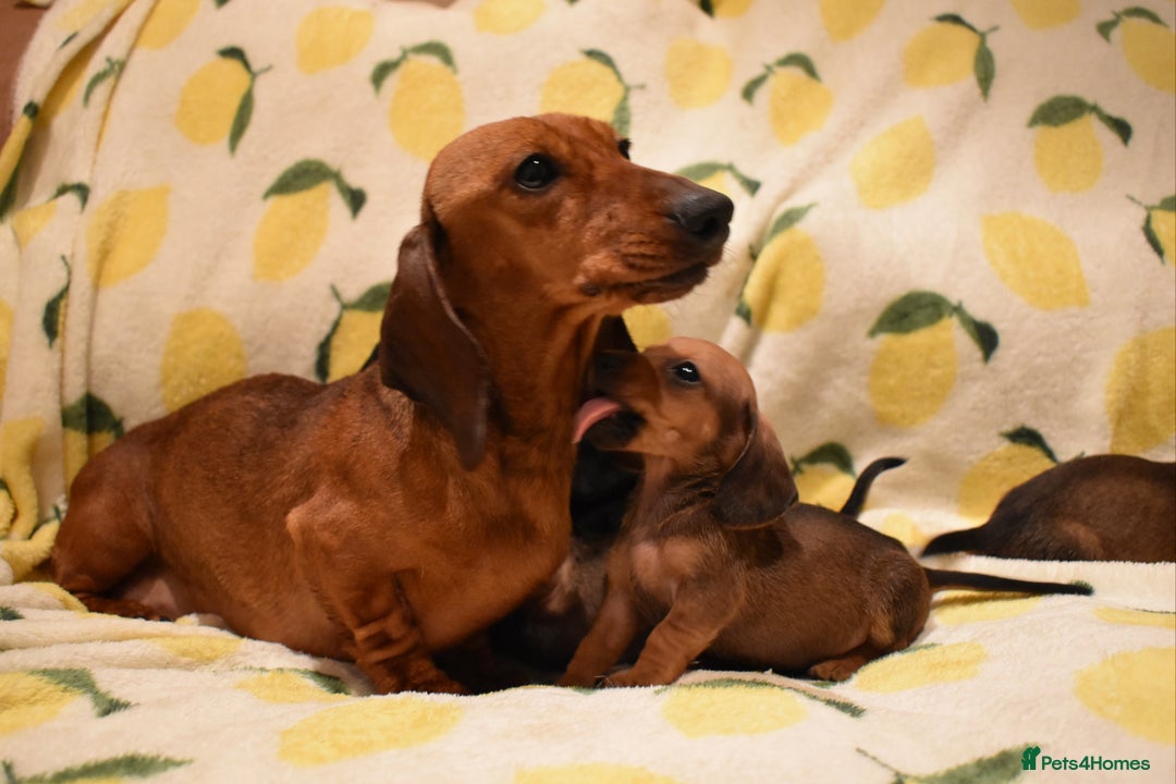 Miniature Dachshund dogs for sale: Beautiful Miniature Dachshund Pups - Image 8