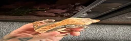 Gecko reptiles for sale: Breeding pair crested geckos - Advert 3