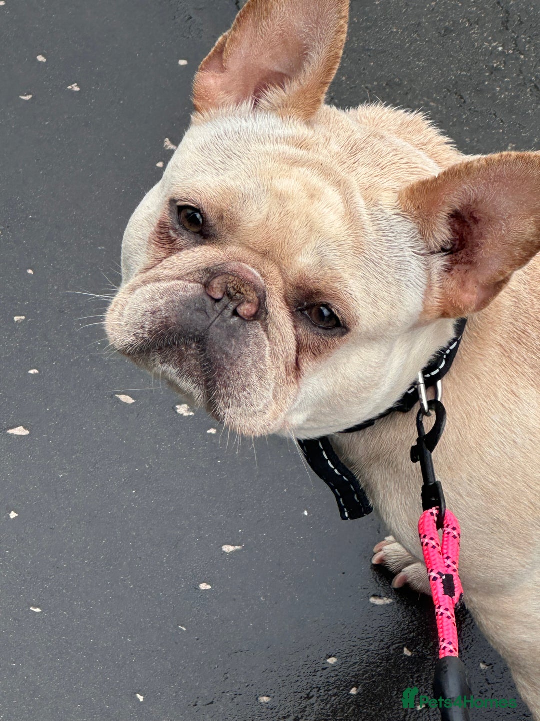 French Bulldog dogs for sale: French bulldog - Image 7