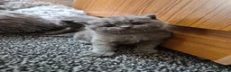 British Shorthair cats for sale: British short hair kittens - Advert 6
