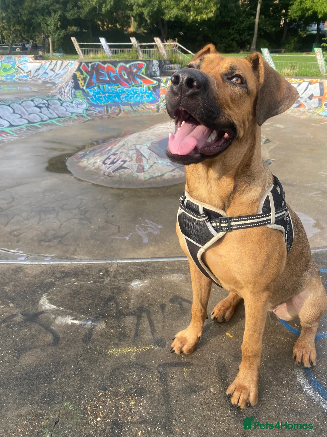 Mixed Breed dogs for sale: Raven  - Advert 2