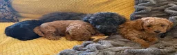 Maltipoo dogs for sale: Maltipoo pups  - Advert 1