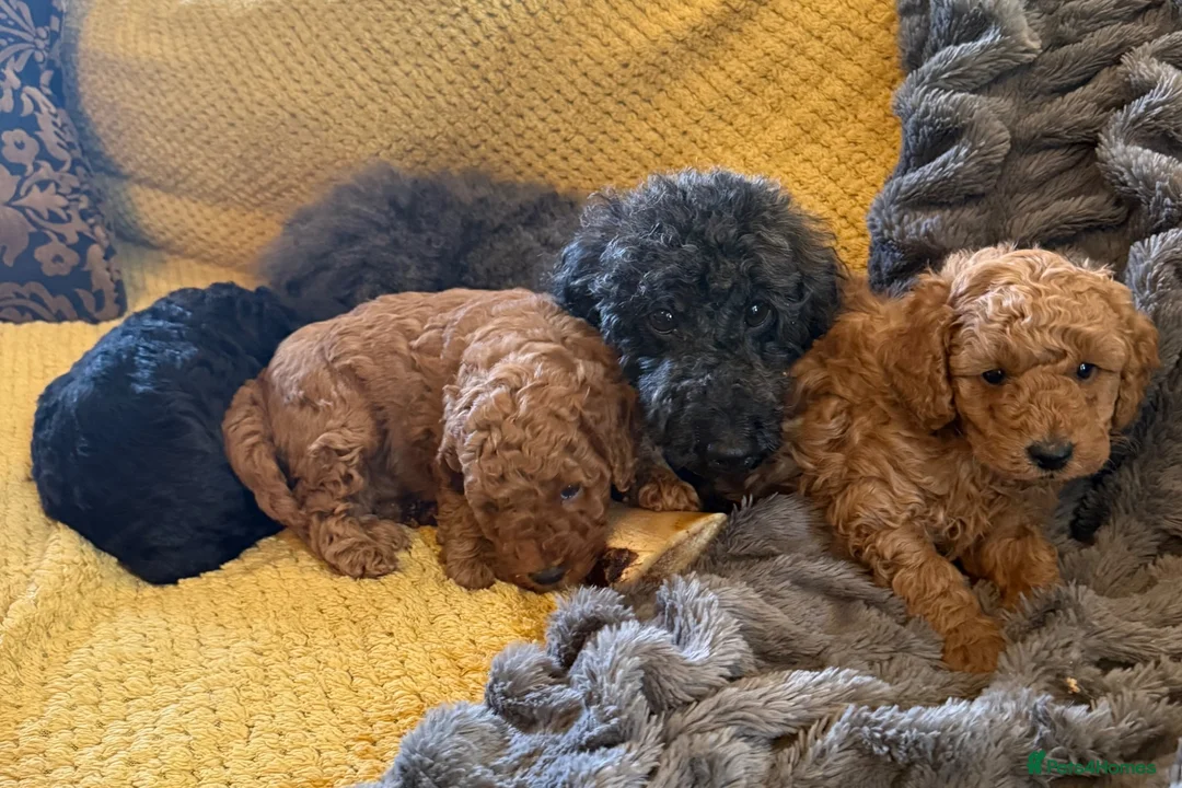 Maltipoo dogs for sale: Maltipoo pups  - Advert 1