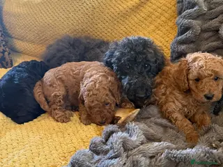 Maltipoo dogs Maltipoo pups - Advert 10