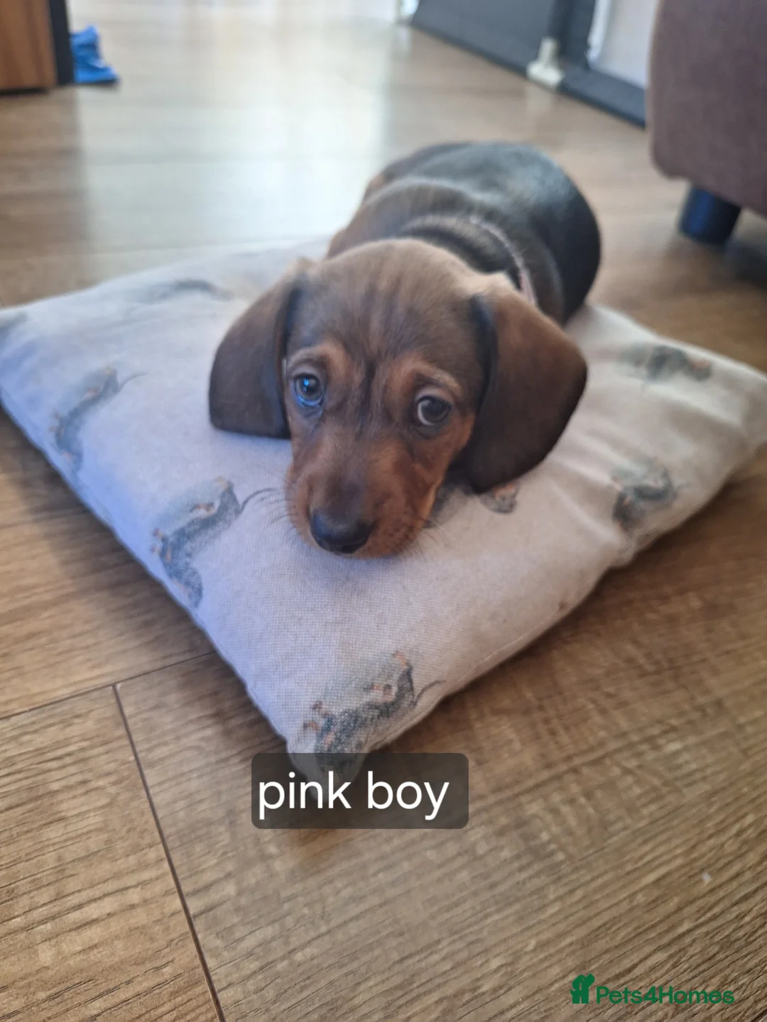 Miniature Dachshund dogs for sale:  miniature smooth coated dachshunds  in Fakenham - Advert 10