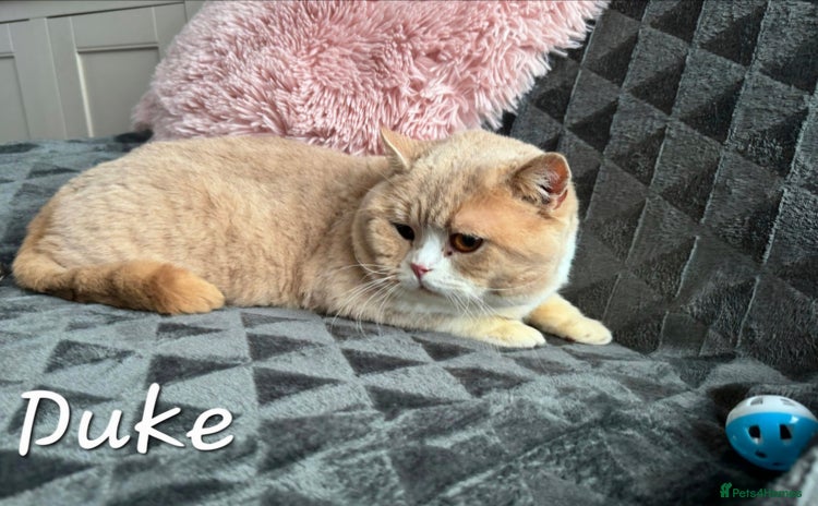 British Shorthair cats - Advert 1