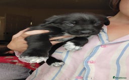 Mixed Breed dogs for sale: Puppies  - Image 7
