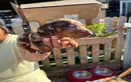 Miniature Dachshund dogs for sale: Beautiful miniature dachshund pups  - Image 8