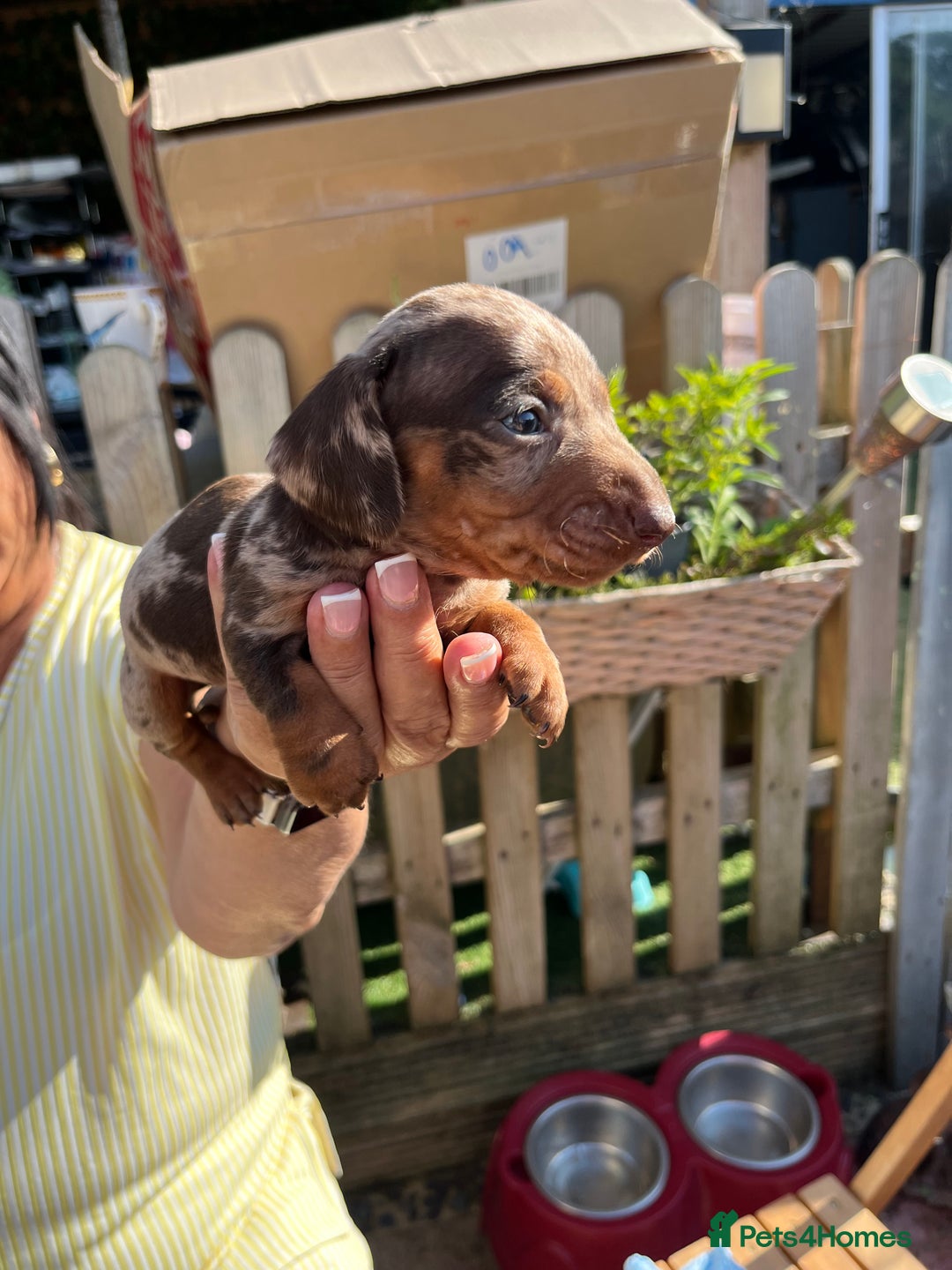 Miniature Dachshund dogs for sale: Beautiful miniature dachshund pups  - Image 8