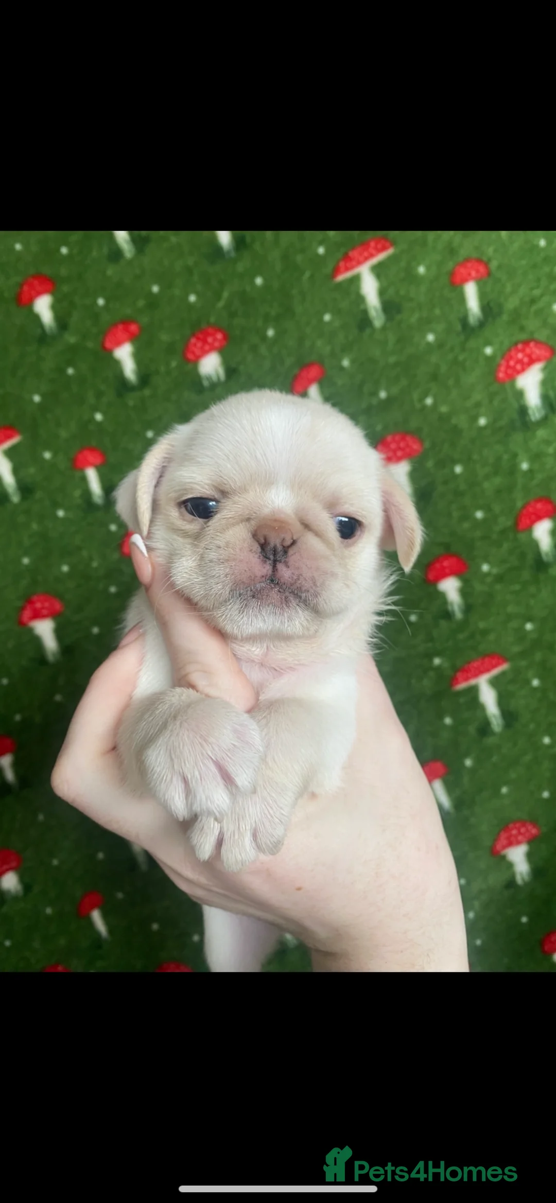 Pug dogs for sale: Beautiful pugs for sale  - Advert 3