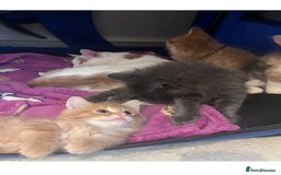 Mixed Breed cats for sale: Two beautiful litters 2 days apart  - Image 15