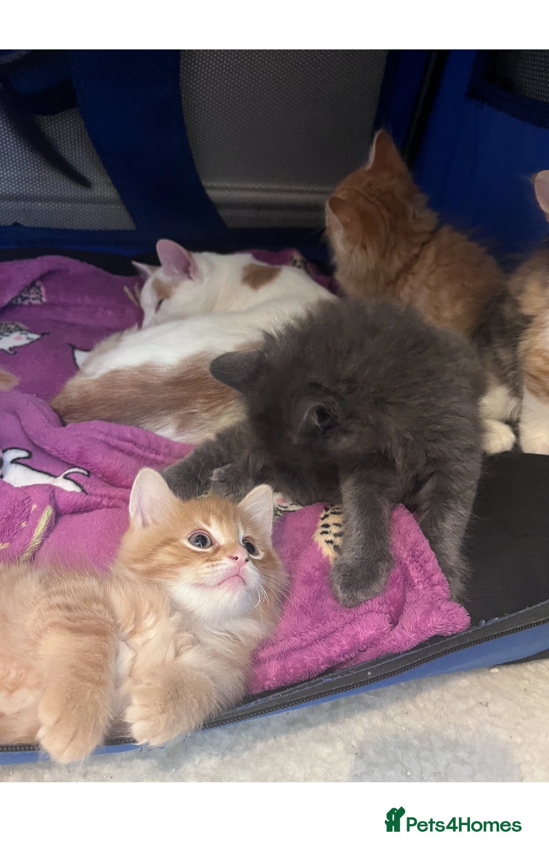 Mixed Breed cats for sale: Two beautiful litters 2 days apart  - Image 15