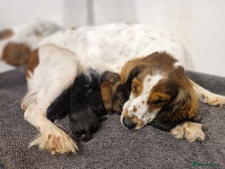 Sprocker dogs 🐾 Beautiful Sprocker Spaniel Puppies – £1000 🐾 - Advert 2