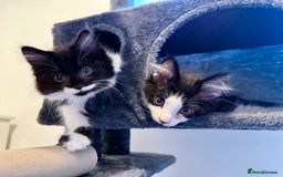 Domestic Shorthair cats for sale: Cute kittens for sale - Image 2
