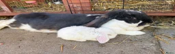 French Lop rabbits for sale: Pure breed giant French lop bunnies for sale 🐰 - Advert 16