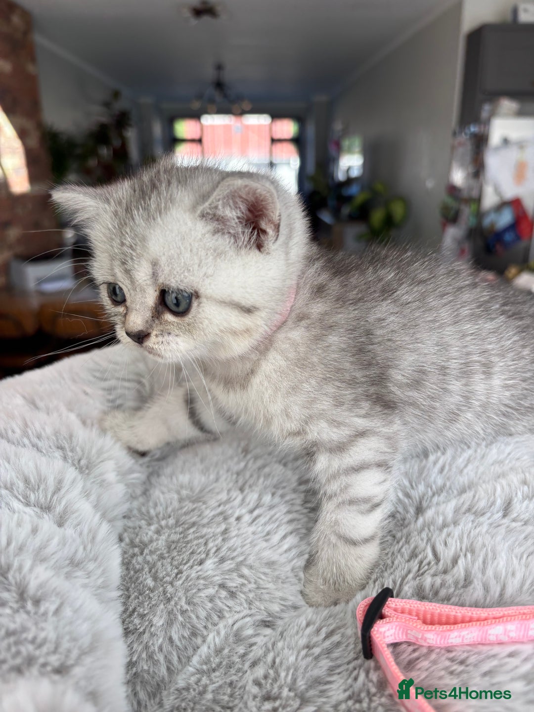 British Shorthair cats for sale: 💎Rare BSH Kittens💎Pedigree Champion Blood Line💎 - Image 11