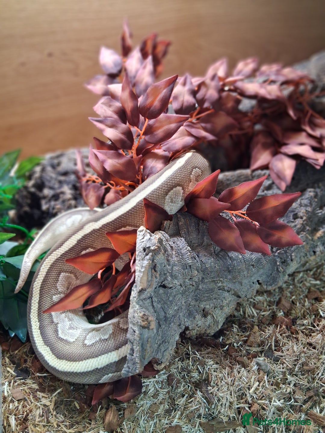 Python Snake reptiles for sale: Female Ball python - Advert 3