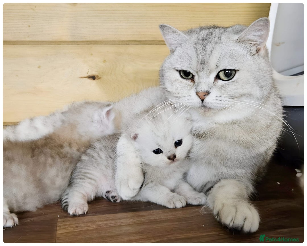 Scottish Fold cats for sale: Scottish fold kittens - Image 9